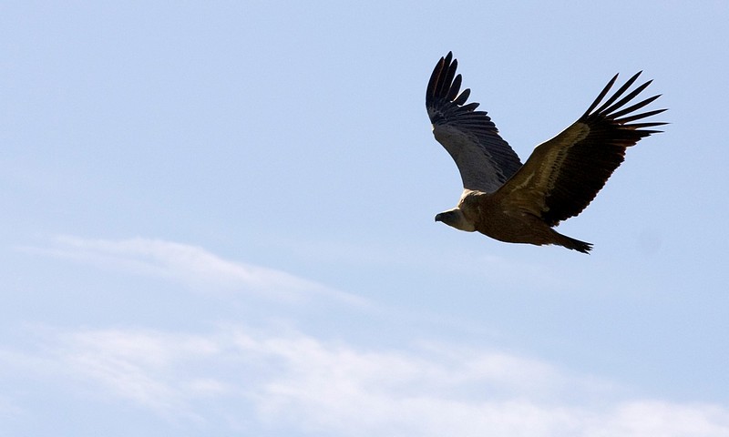 צילום: אפי שאול
