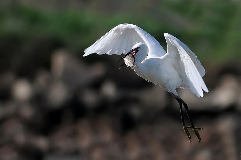 מסכן הדג,מה הוא עשה רע