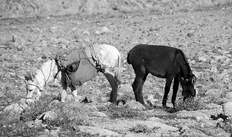 לא הכל שחור ולבן