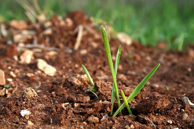 צילום: שירלי וייס