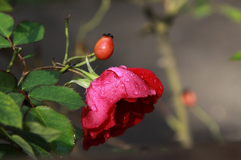 ורד בגשם