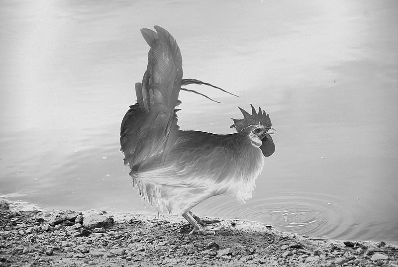 ירדתי לשתות