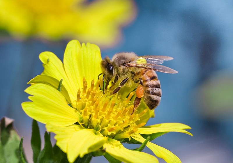 איסוף האבקנים