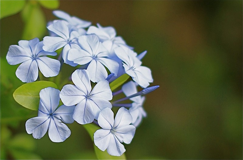 "הפרח שבגני" 2 - סדרה