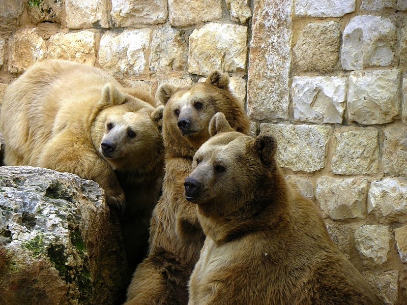 שלושת הדובים