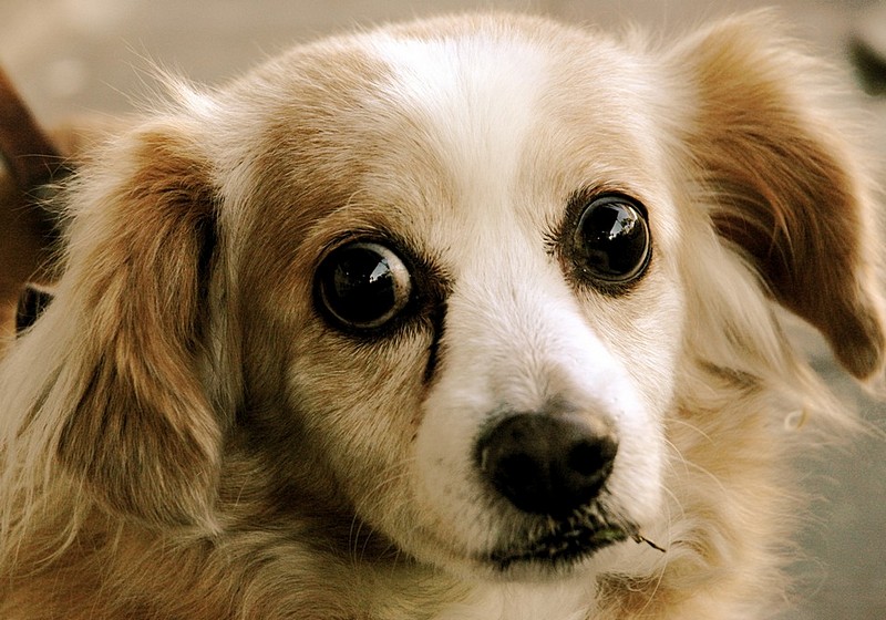 עיניים עצובות