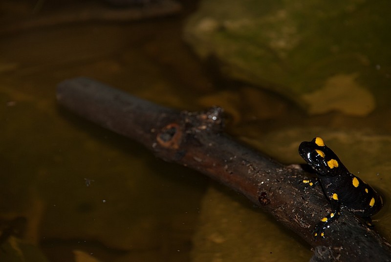 צילום: ליאור בן גיגי