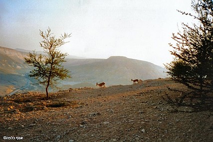 צילום: אסף כלפה