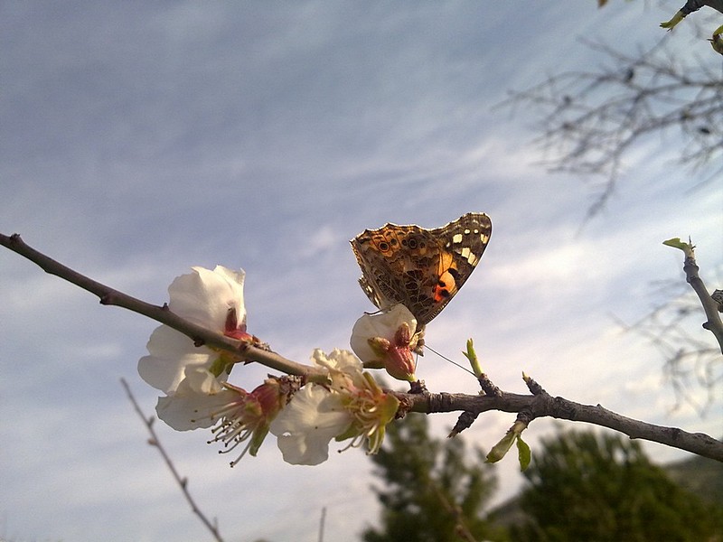 כמו ויטראז'