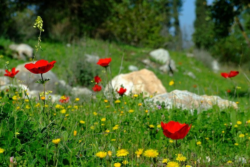 אדמדמת