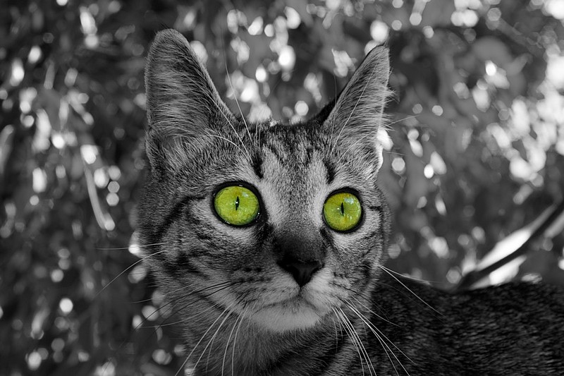 צילום: אפי שאול