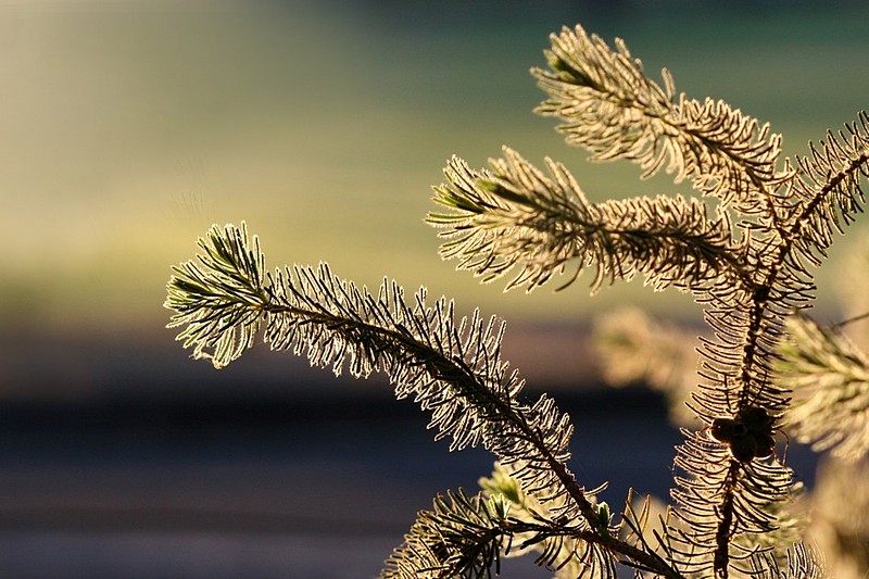 כשהירוק הופך לזהב