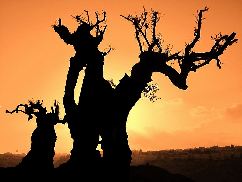 צורות של שקיעה