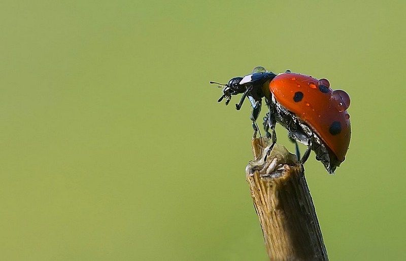 ריקוד החיפושית