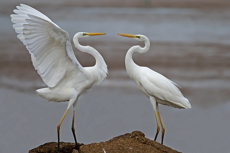 קרב או חיזור
