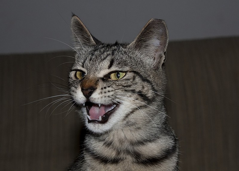 צילום: אפי שאול