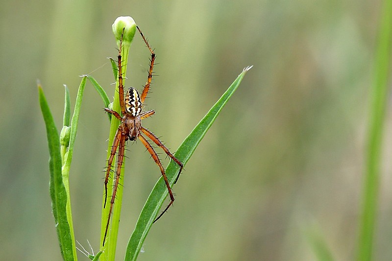 כתום על ירוק