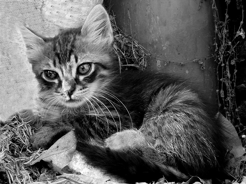 געגועים לאמא 2