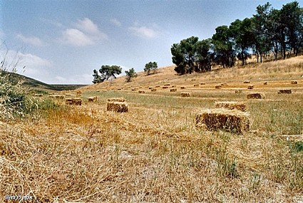 צילום: אסף כלפה
