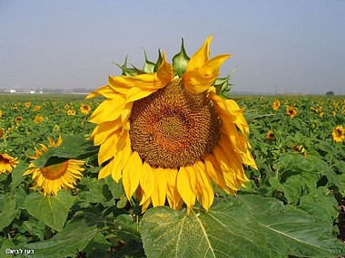 צילום: בעז לביא