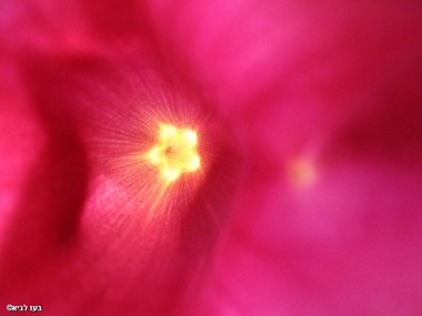 צילום: בעז לביא