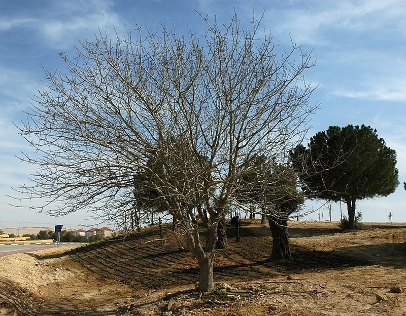 צילום:  יוסי לוי