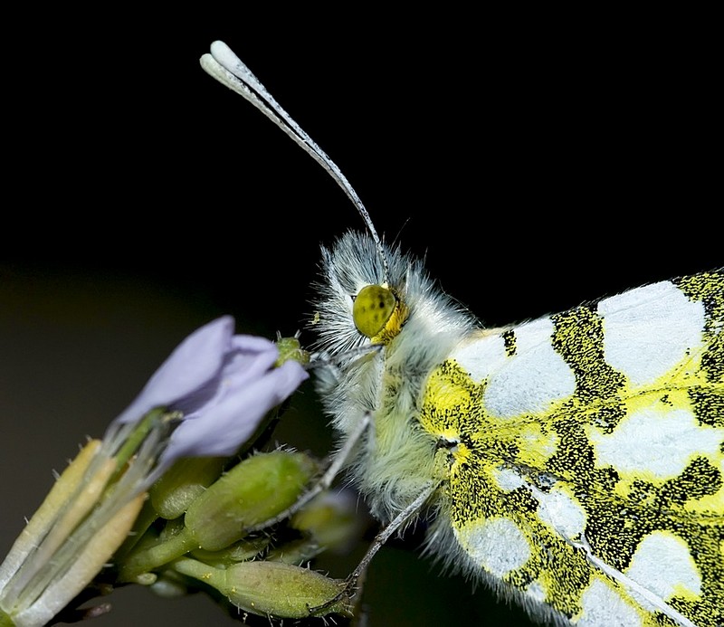 באישון לילה