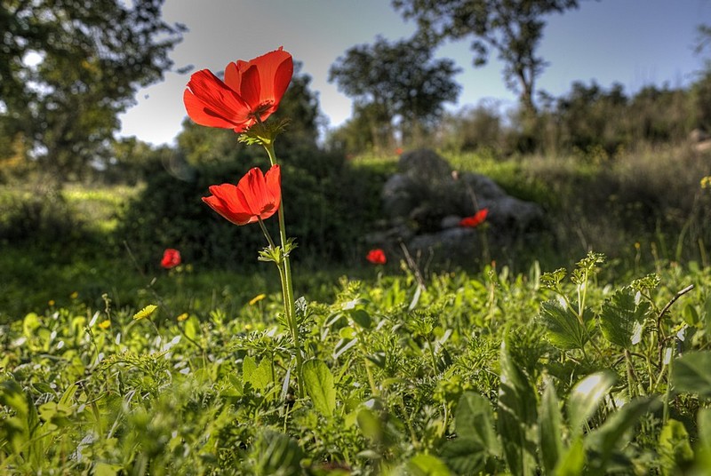 פריחה אדומה בחורף 2010
