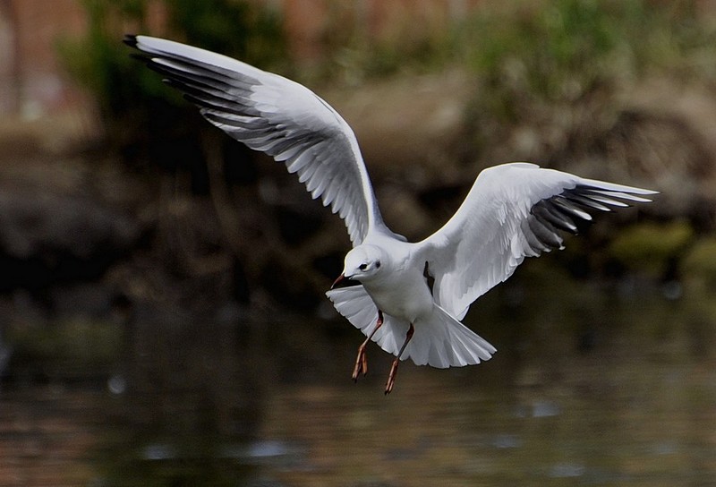 מחפש מקום לנחות
