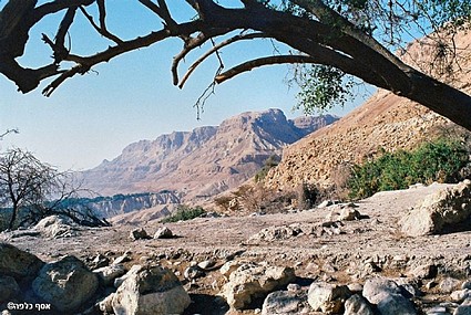 צילום: אסף כלפה