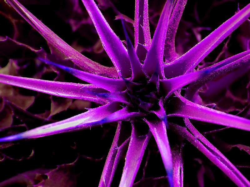 קרינה רדיו קוצנית