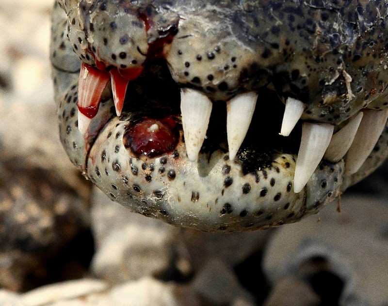 צילום: תמר שחל