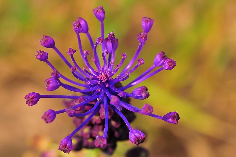 למי צלצלו הפעמונים