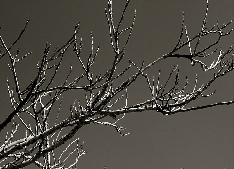 ענפים ברוח..