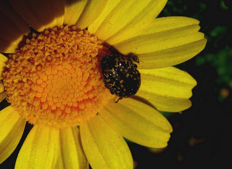 ארוחה בשניים