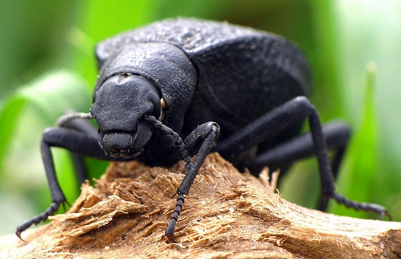 צילום: יבגני אילין