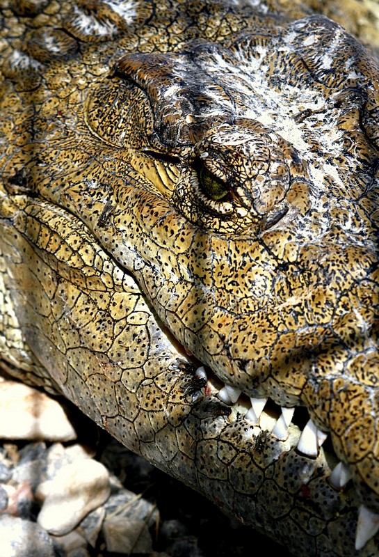 צילום: תמר שחל