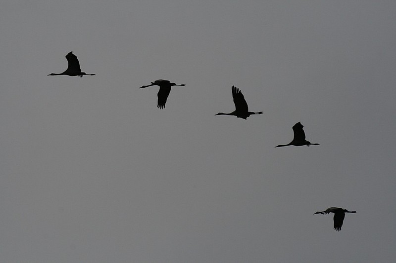 צילום: doron kobo