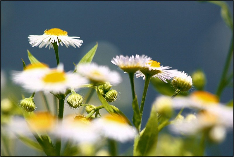 סידור פרחים איטלקי :-)