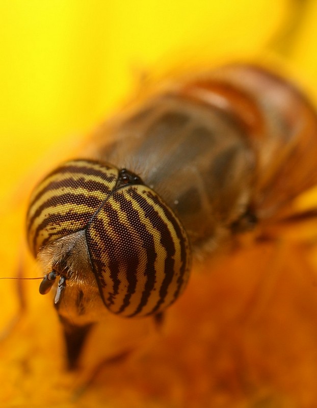 חבר מעולם אחר