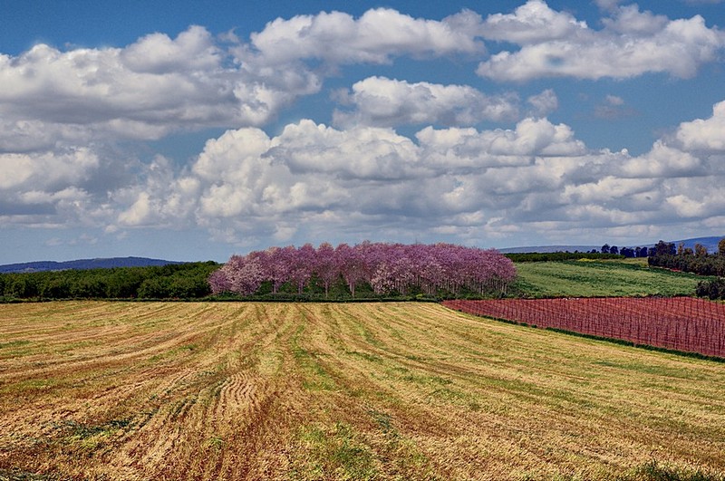 מנופי הגליל התחתון