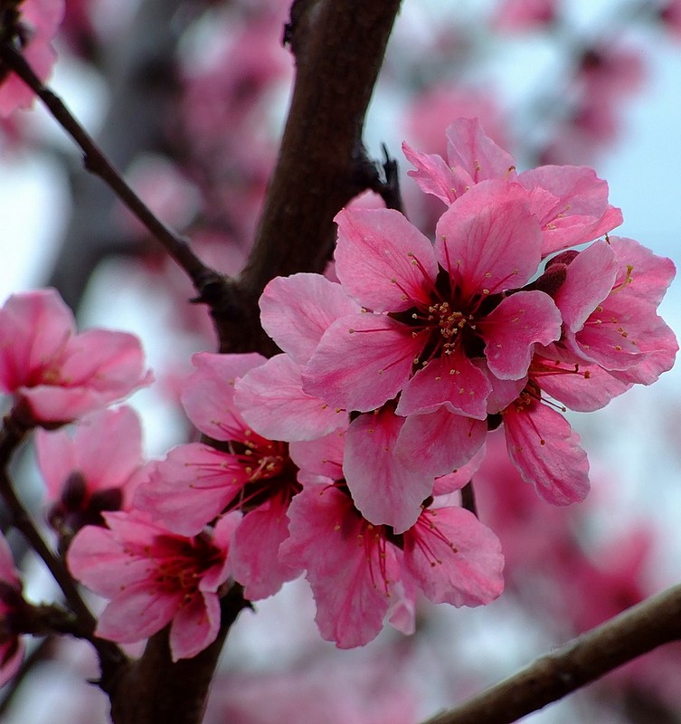 פריחת האפרסק