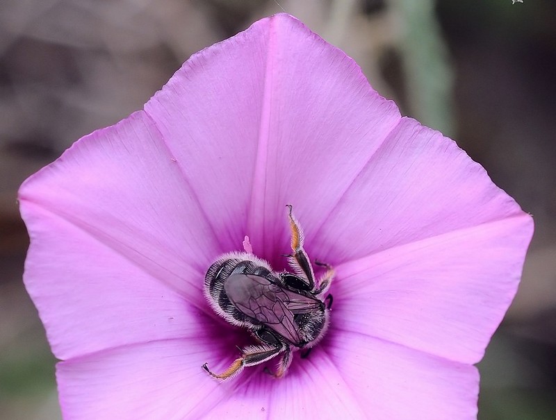 Deep and Pink