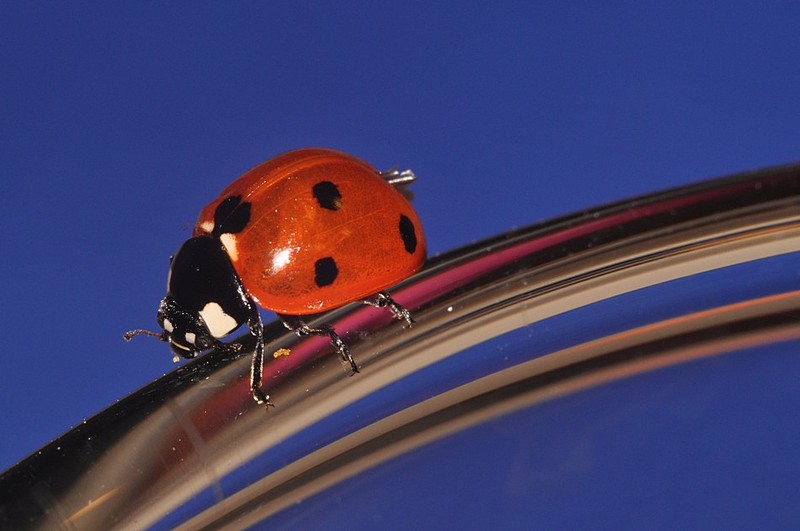 צילום: תומר כרמלי