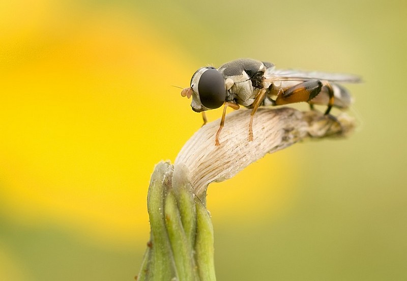 מנוחת  הרחפן