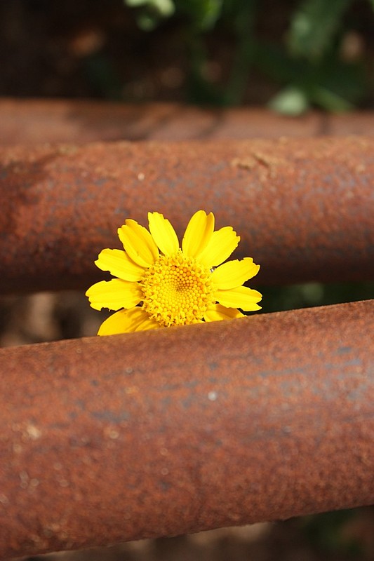 צילום: דולב חיוט