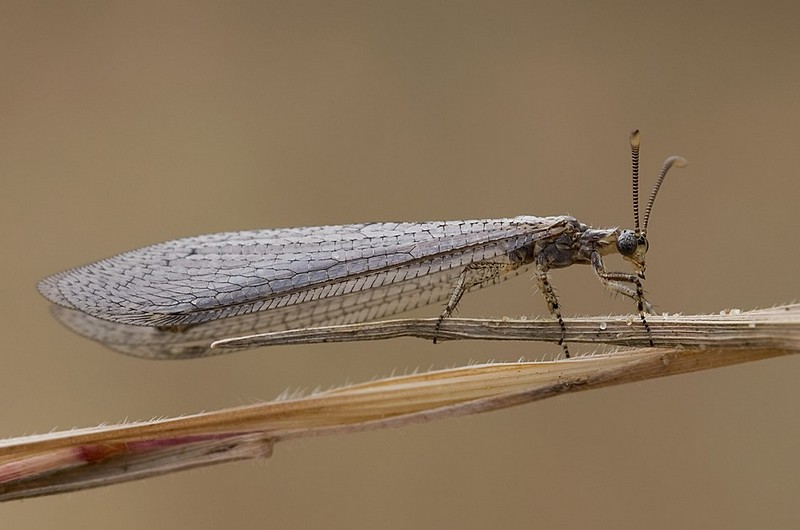 נסיכה  מעופפת..