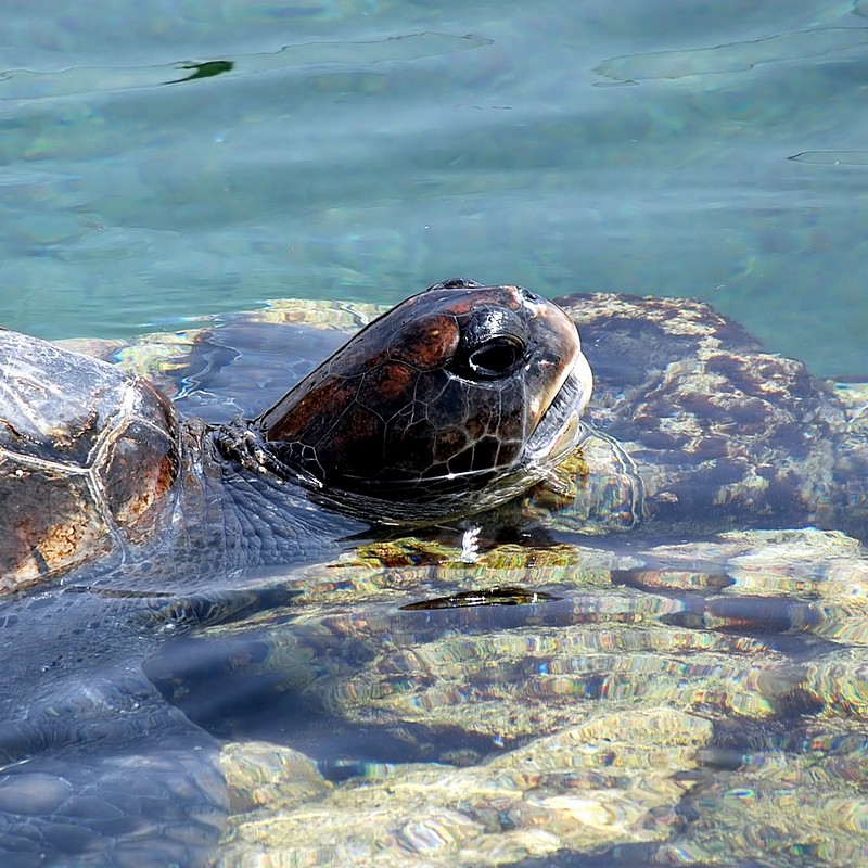אוויר לנשימה