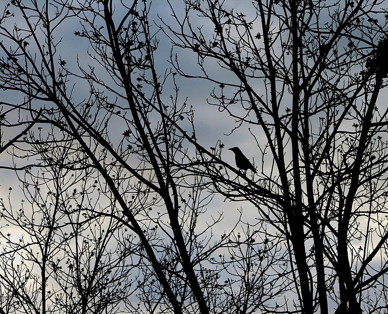 עוד יום נשרף