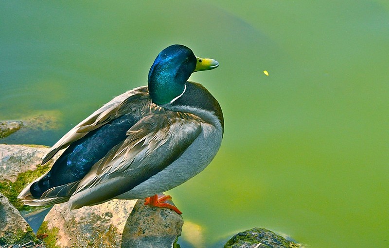 נפלה לי נוצה?